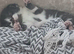 5 beautiful fluffy kittens looking for loving homes