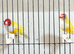 Stunning yellow Gouldians
