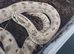 Breeding pair of hognoses Axanthic Condas Het Stormcloud Toxic & Snow CB23