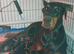 HIGH QUALITY DOBERMAN PUPPIES – CHAMPION BLOODLINES – FULLY HEALTH TESTED PARENTS