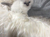 Sweet and cuddly Ragdoll kittens