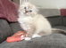 1 girl ragdoll kitten