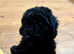 Stunning F1b cockapoo female READY NOW