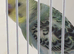 Baby budgie ring number 37 2026 rung