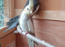 Beautiful baby Cockatiels for sale in WS3