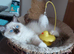 RAGDOLLS GIRLS SEAL POINT BICOLOUR BLUE EYES