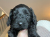 7 stunning F1 cockapoo puppies
