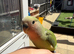 Hand tame beautiful love birds