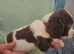 Springer Spaniel Puppies for Sale