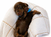Chocolate and tan miniature dachshunds