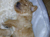 F2 cockapoo puppies