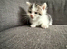 Kitten for a good home