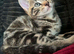 8 week old tabby male