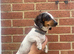 Mini Merle dachshund