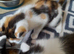 Gorgeous Ragamuffin X kittens.