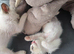 Ragdoll pedigree