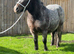 Shetland driving mare