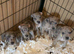 Dna clear rare blue Merle Staffordshire bull terrier puppies