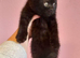 Bradford 4 british shorthair kittens ready