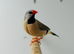 Hack finches