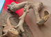 1 year old male bearded dragon