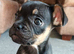 Frenchie puppy for sale