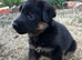 Show-Line German Shepherd Puppy