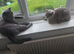 2 bsh cats male and female
