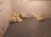 Jumbo quails chick's and white buttons