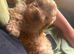 Beautiful toy poodle pup. Parents DNA tested