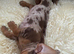 Dachshund puppies