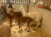 Yearling Alpaca boys