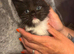 6 stunning beautiful markings kittens