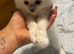 8 week old ragdoll kitties 1 SNOW WHITE GIRL