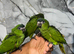 Hand-Rearing Baby Super Tame Cuddly Friendly Hahn Macaw Parrot,6