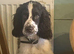 Show cocker for rehome