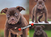 23 years, 5Rated Licensed, old tyme bulldog, olde English bulldogs