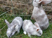 Plush lop and plush lop cross babies