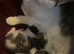 female kitten