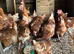 Ex commercial chickens