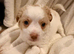Chihuahua with a drop of Yorkshire terrier