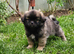 Male Tibetan Spaniel
