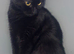 7yo domestic breed female cat