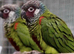 Bonded Pair of Conures