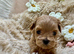 Unique Teacup Asian Maltipoo Puppies , DNA tested parents