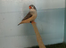 Triple black zebra finches