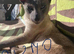 Beautiful Siamese & Oriental Kittens Looking for Their Forever Homes