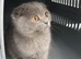 10 week old blue Scottish fold