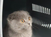 Scottish fold