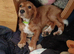 Selling puppies